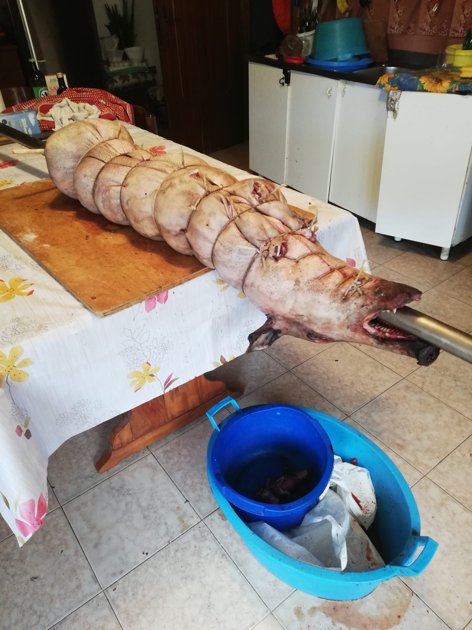 Immagine di preparazione artigianale della porchetta Bucci, fase di lavorazione su tavolo domestico, Ripa Teatina, epoca contemporanea.